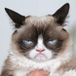 cat-look-blue-eyes