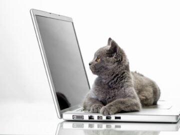 british-shorthair-notebook.jpeg