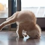 cat,-breakdance,-handstand