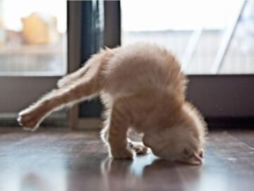 cat,-breakdance,-handstand