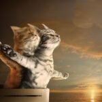 cats-titanic-sunset-behind-the-sea