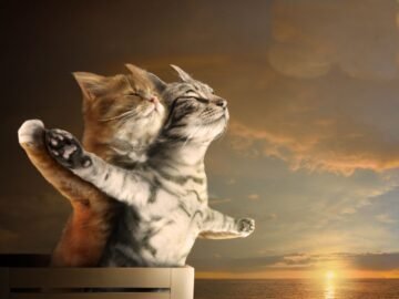 cats-titanic-sunset-behind-the-sea