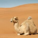camel-8430227_640