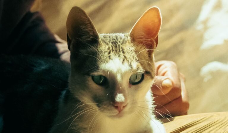 pexels-farouk-mebarki-155350424